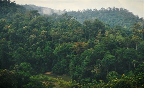 Inilah 5 Kawasan Hutan Terluas Di Indonesia Otosection