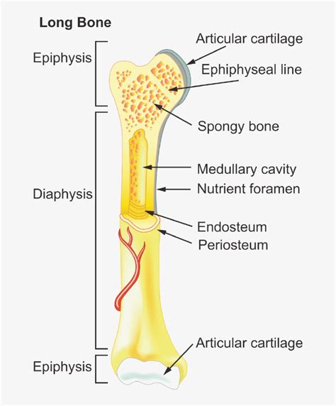Structure Of A Typical Bone General Features Of Long Bones 707x940