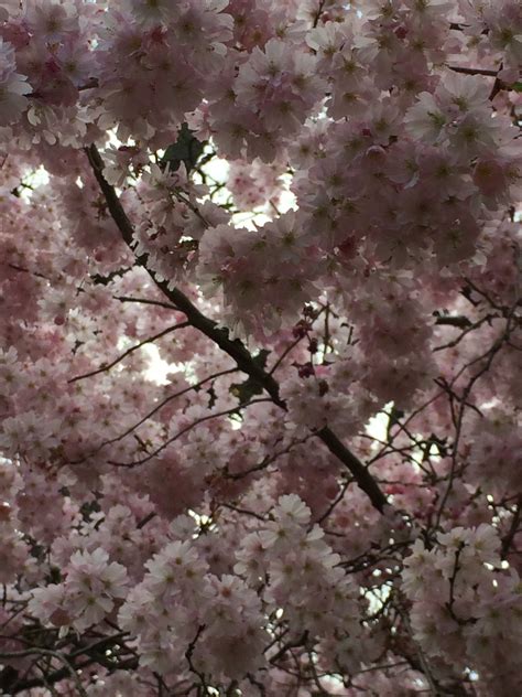 Japan Dreaming Cherry Blossom Season Cherry Blossom Season Weird And