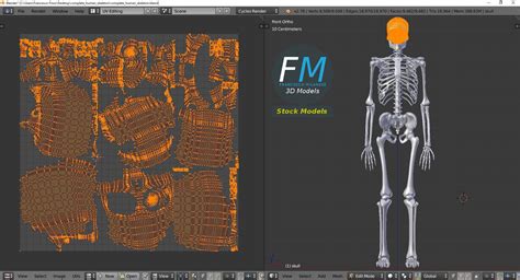 Anatomy - Complete human skeleton | Human skeleton, Human skeleton 3d, Anatomy