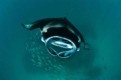 Underwater Giants The Magnificent Manta Rays Of The Maldives Time