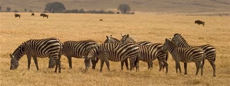 Wild Animal In Africa Serengeti National Park Stock Image Image Of
