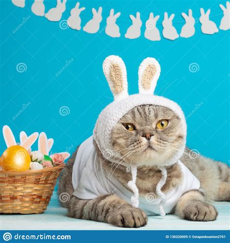 Easter Cat With Bunny Ears With Easter Eggs Cute Kitten Stock Image