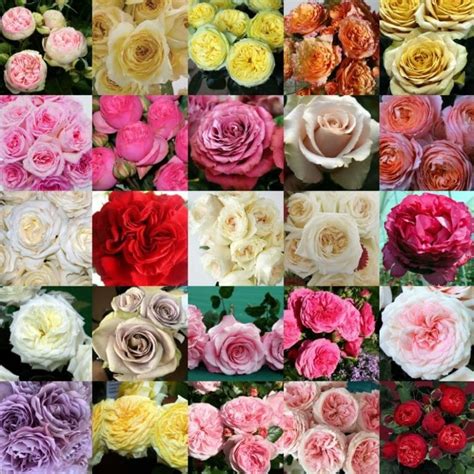 All Garden Roses And Wedding Roses Garden Roses Direct