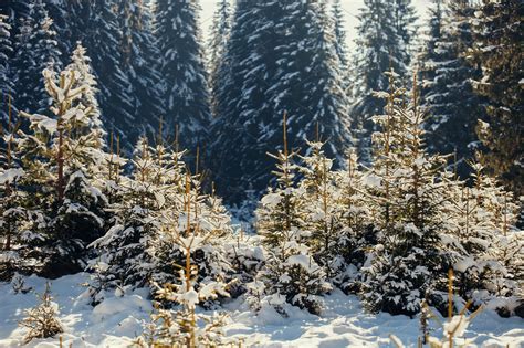 Snowy Spruce Pine Forest Sunset ~ Nature Photos ~ Creative Market
