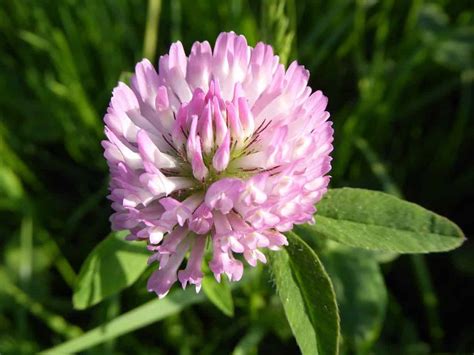 Growing Red Clover As A Garden Cover Crop Gardening Channel