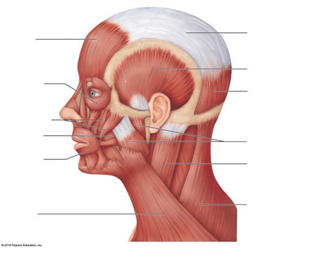 Head Down Muscle Anatomy