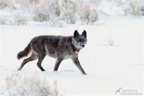 A Guide To Wolf Watching In Yellowstone In Winter Yellowstone Wolves