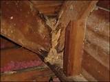 Termite Tunnels On Ceiling Photos