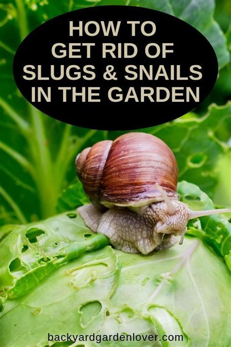 There are many woodlice control products that you can use such as insecticides; How To Get Rid Of Slugs And Snails In The Garden (With ...