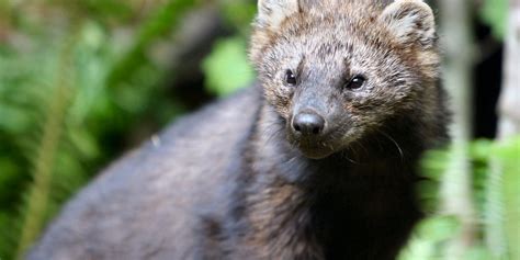 Rare Weasel Like Mammal Makes A Comeback In Washington State