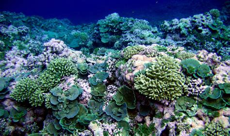 Biodiversity Helps Coral Reefs Thrive And Could Be Part Of Strategies
