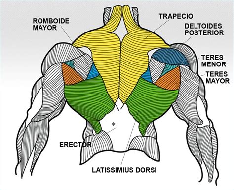 Musculos De Espalda Baja