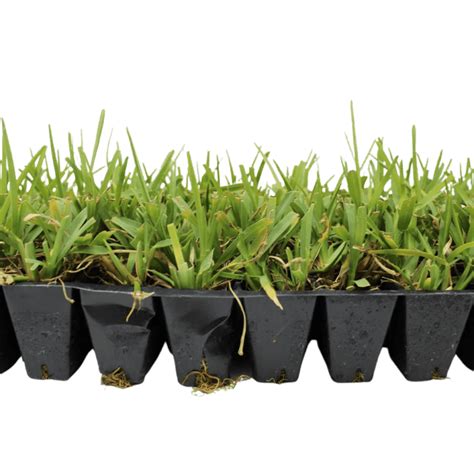 Palmetto St Augustine Grass Plugs Sod Solutions