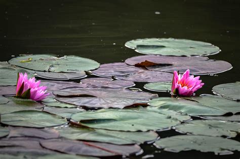 Lilly Pad Lotus Photograph By Brian Stevens Fine Art America