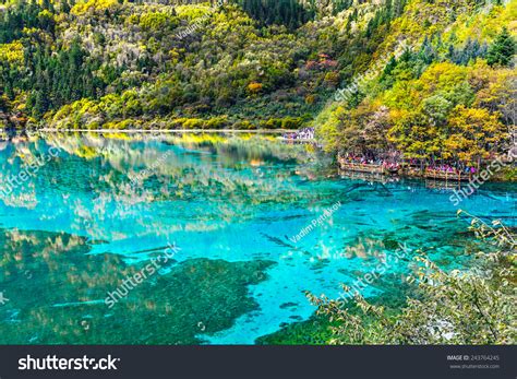Azure Lake Submerged Tree Trunks Jiuzhaigou Stock Photo 243764245