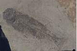 Are Fossils Found In Sedimentary Rocks Pictures