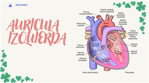 Aurícula Izquierda Camila Udocz