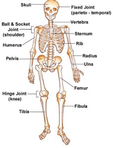 Flat bones can also provide large areas of attachment for muscles. This is the skeleton we used for our "Name that Bone" game ...