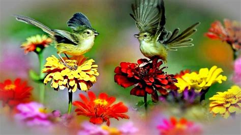 Birds And Flowers Are Blooming Hd1080p Youtube