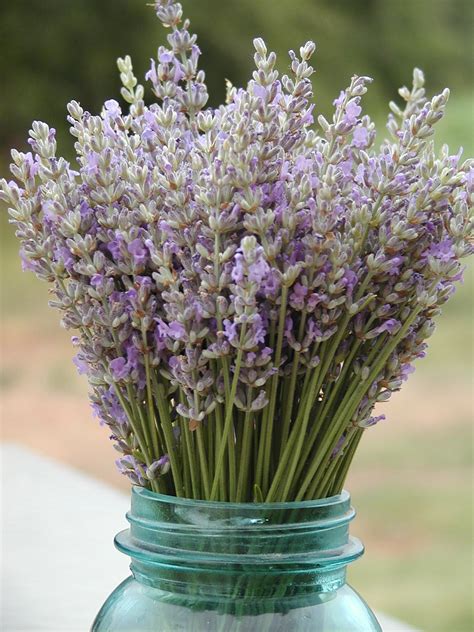 Additionally, you can plant your lavender in a clay or terracotta pot to help wick moisture away from the soil and keep it. Make Lavender Wands with Fresh Lavender
