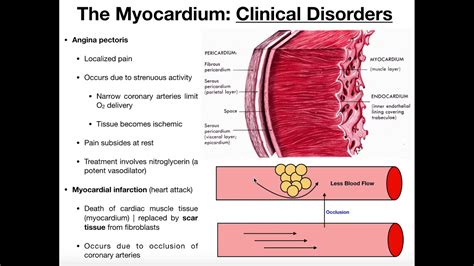 Myocardium Definition