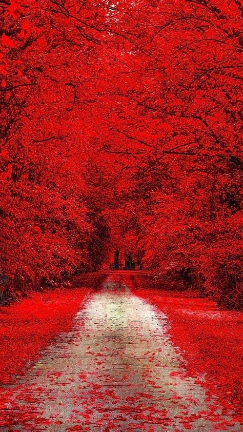 Red Trees Nature Iphone Wallpaper Beautiful World Beautiful Gardens