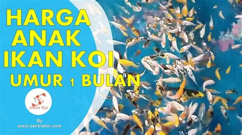 Baca dulu deskripsinya baru membeli, karena tidak terima komplain apapun, ada yang kurang jelas bisa di tanyakan terima kasih. HARGA ANAK IKAN KOI UMUR 1 BULAN WA 085790350828 - YouTube