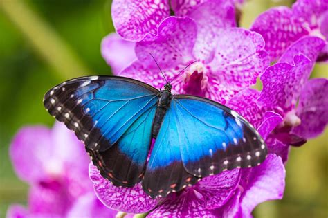 140 Things That Are Blue In Nature Color Meanings