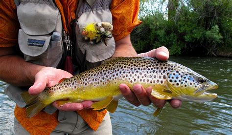 Brown Trout Fish Facts Information And Pictures