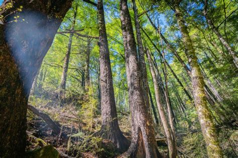 Natural Forest Scenes On Maruia Saddle Road Out Of Murchison Stock