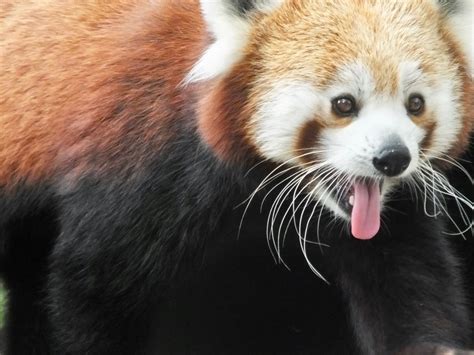 Red Panda Similar But Different In The Animal Kingdom