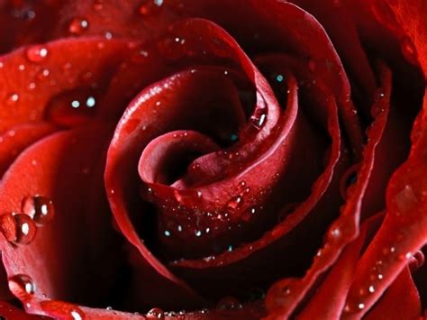 Flowers Wallpaper Rose Red Dew Drops On The Desktop