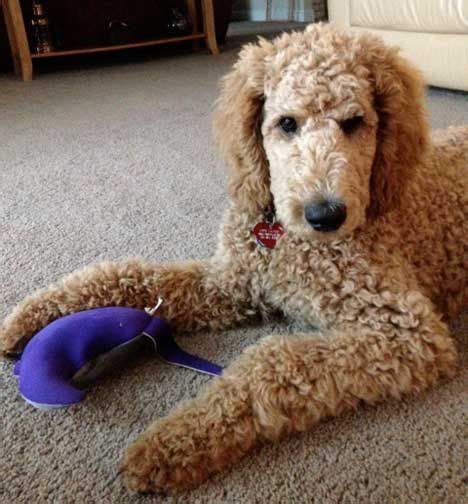 Standard poodle teddy bear cut * want additional info on pet dogs? Pin on Oodles of doodles
