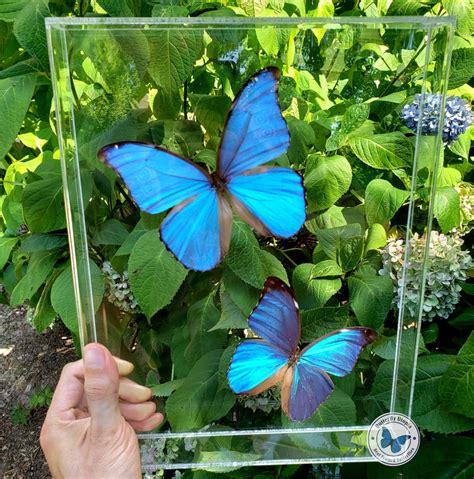 Blue Morpho Butterfly Display 10x13 Acrylic Shadowbox Butterfly Utopia