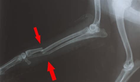 Fractures In Dogs And Cats Petcoach