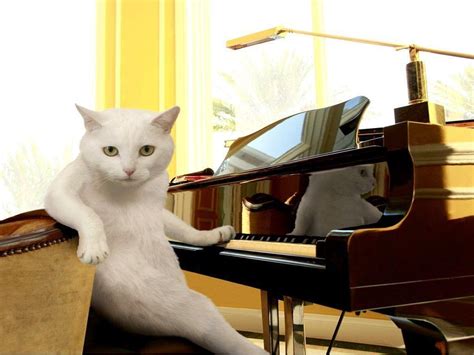 Cat Musician Memes Imgflip