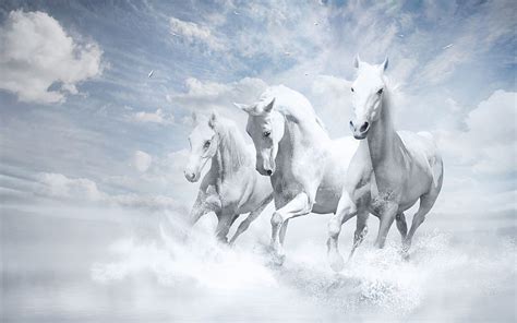 1920x1080px 1080p Free Download White Horses Running Bonito White
