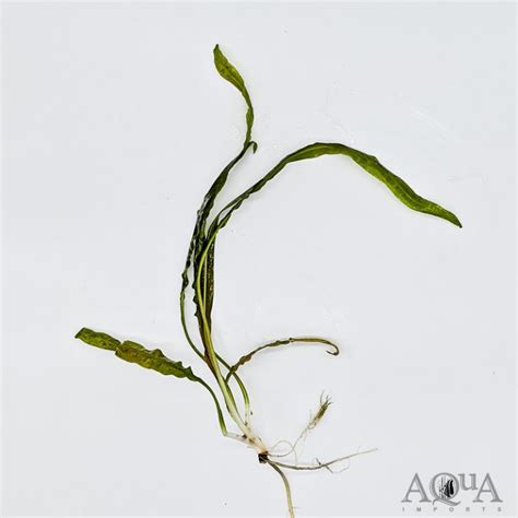 It is not very demanding, but appreciates a nutritious substrate and good light. Cryptocoryne balansae (Cryptocoryne crispatula var ...