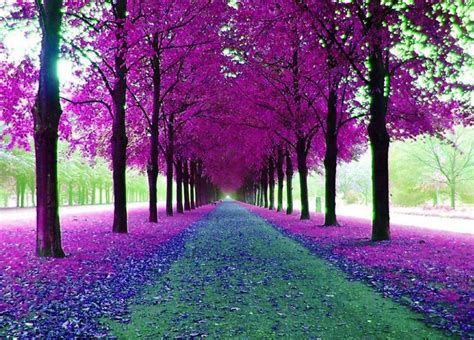 Road To Paradise Purple Trees Beautiful Tree Nature