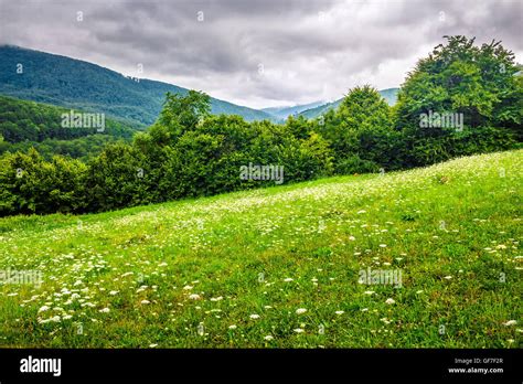 Forest On The Hillside Meadow With Few Flowers In Fresh Grass Stock