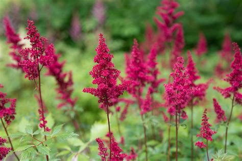 Learn how to deadhead an astilbe and when you may choose to leave them alone. Astilbe 'False Goats Beard' Care & Growing | UpGardener™