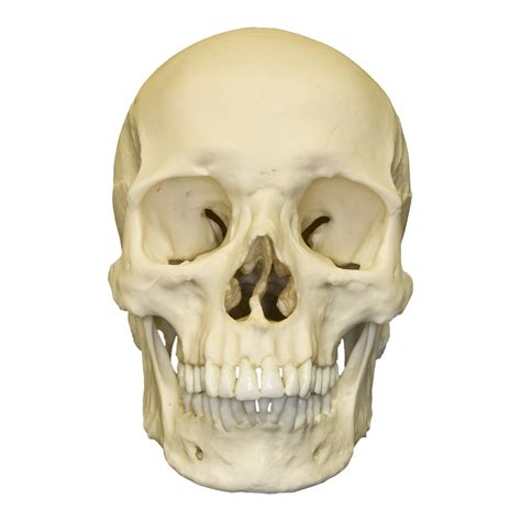 Replica Human Male European Caucasian Skull For Sale Skulls