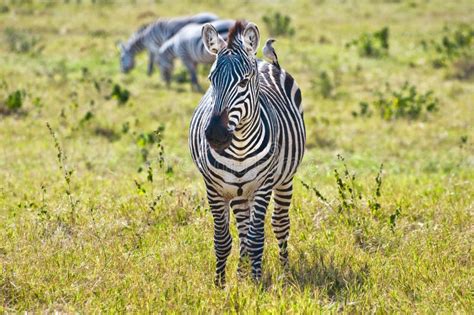 Zebra And Bird Stock Image Image Of Kenya Zebras Savanna 26471689
