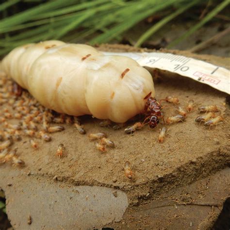 Termite Queen Dissection