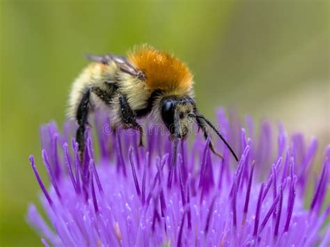 Yellow Bumblebee On Purple New England Aster Flower Stock Photo Image