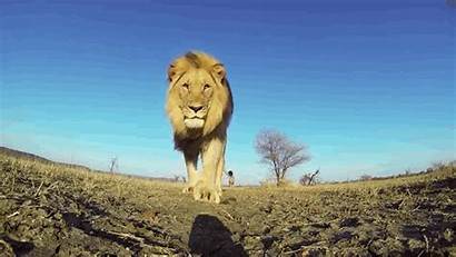 Lion Pounce Lions Film Gopro Animated Chance