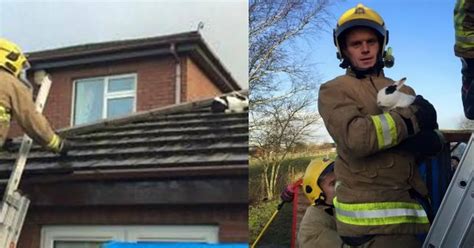 death defying rabbit rescued after storm gertrude blows it onto roof irish mirror online