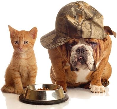 Call us 24/7 emergency at: Dog versus cat: Who will take home the title of Best Pet?