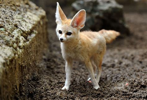 Gallery Fennec Foxes At Kirkleatham Owl Centre Redcar Teesside Live